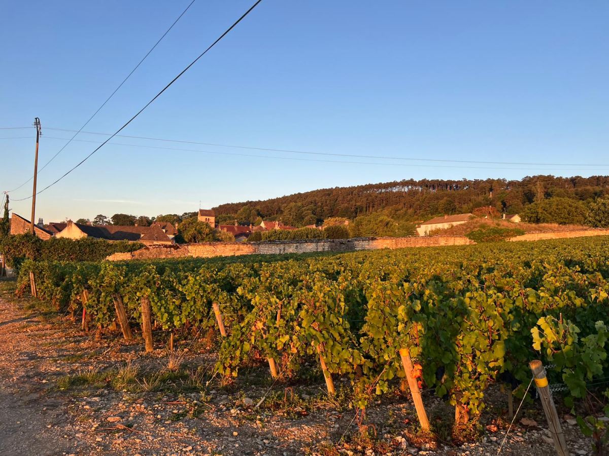 Vignes au pied du village de Volnay, dans la lumière du soir