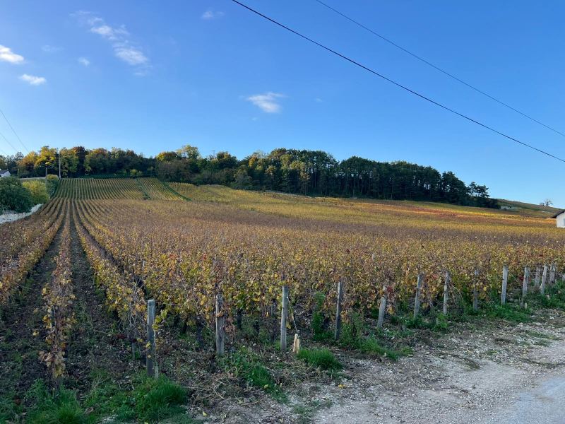 Hillside vineyard in autumn colours