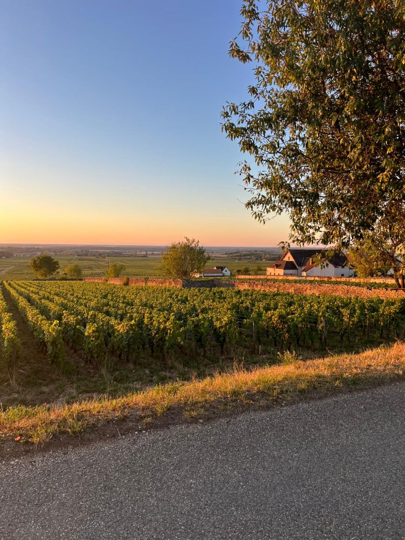 Vines at sunset, beside a lane