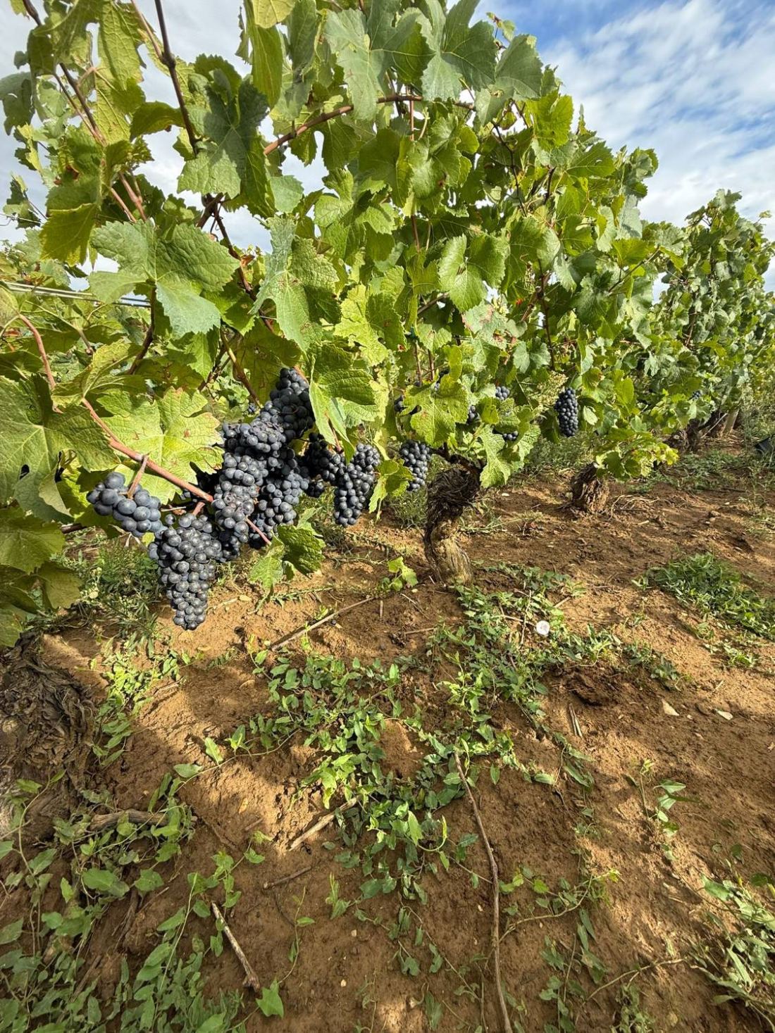 Ripe Pinot Noir bunches under the leaves