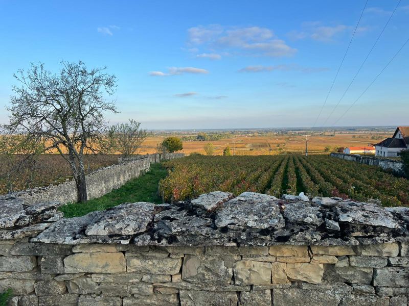 Dry-stone wall in front of the vines in autumn