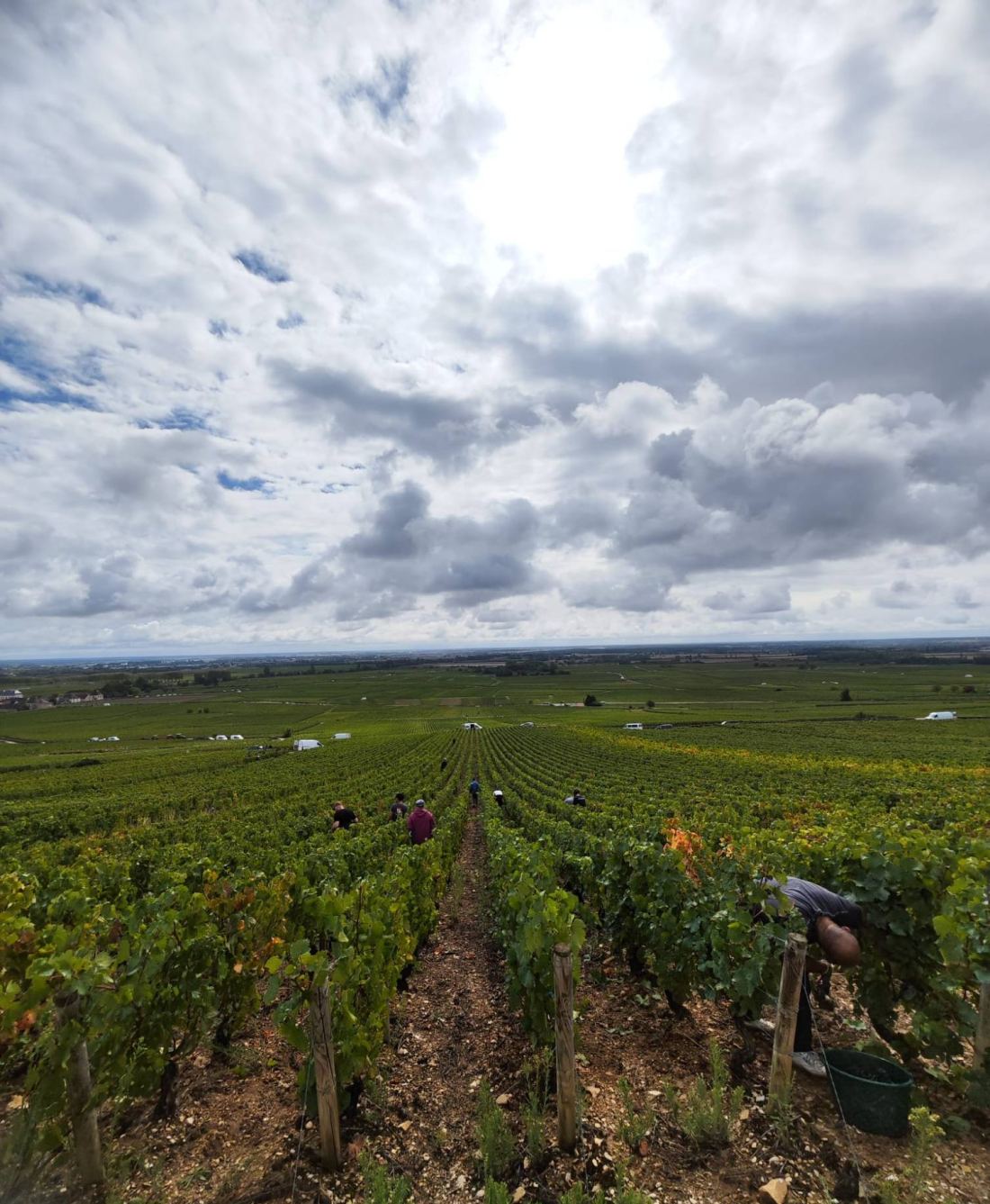 Rows of vines during the 2025 harvest, under a cloudy sky