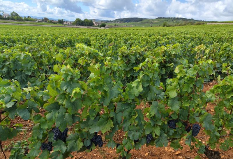 Vines heavy with bunches, the village on the horizon